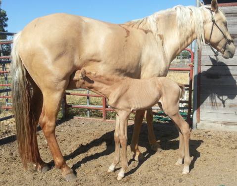 Caetano - Cremello Lusitano Foals